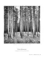 pine forest landscape photography