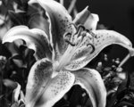Stargazer Lily in Bloom