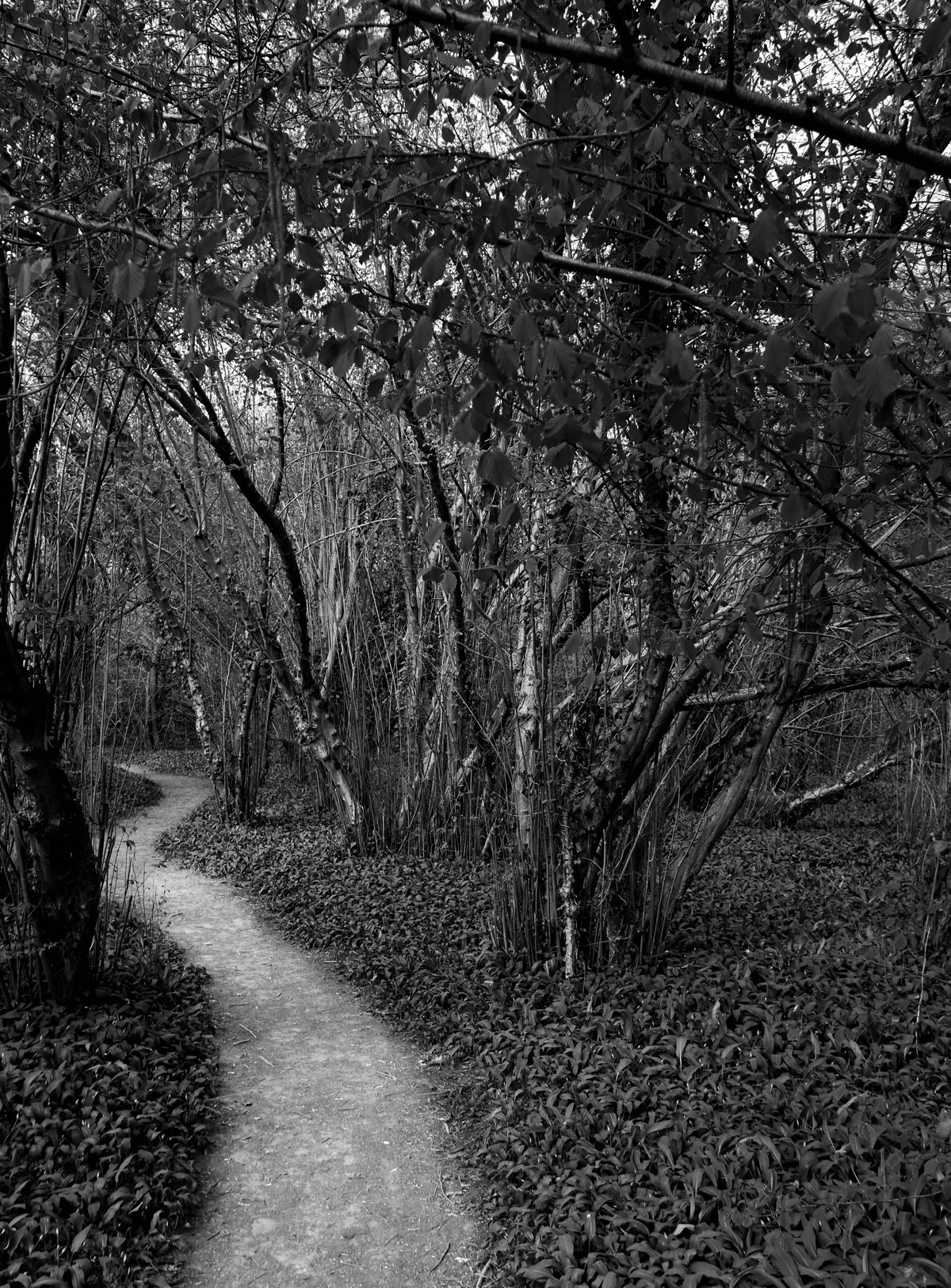 Woodland Path in Spring