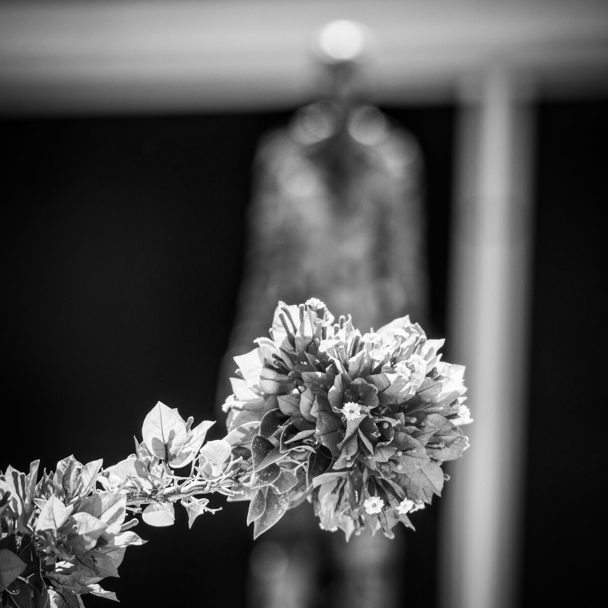 Bougainvillea Before the Wedding