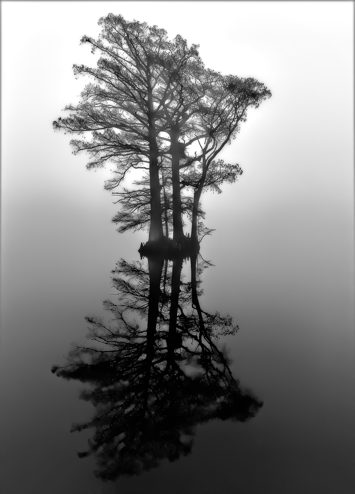 Cypress Reflection in the Fog