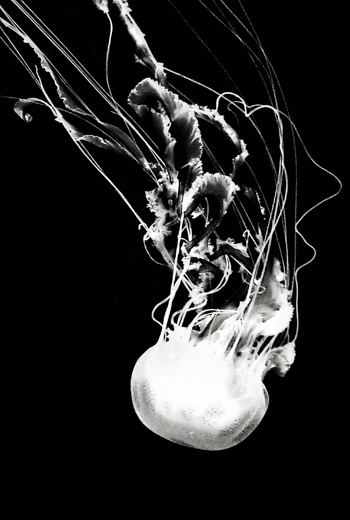 Sea Nettle in the Dark