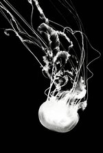 Sea Nettle in the Dark