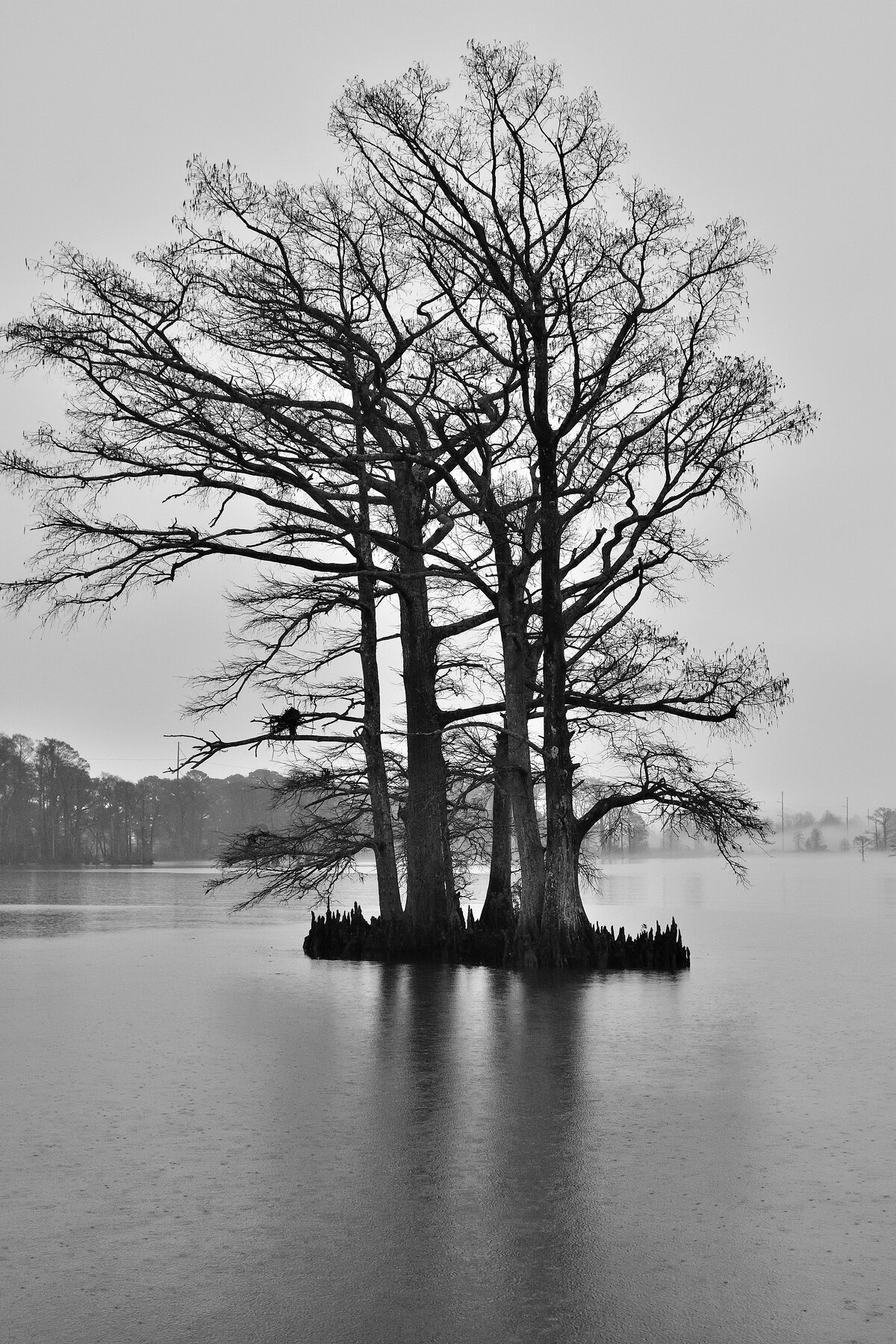 Cypress Trees in the Rain