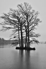 Cypress Trees in the Rain