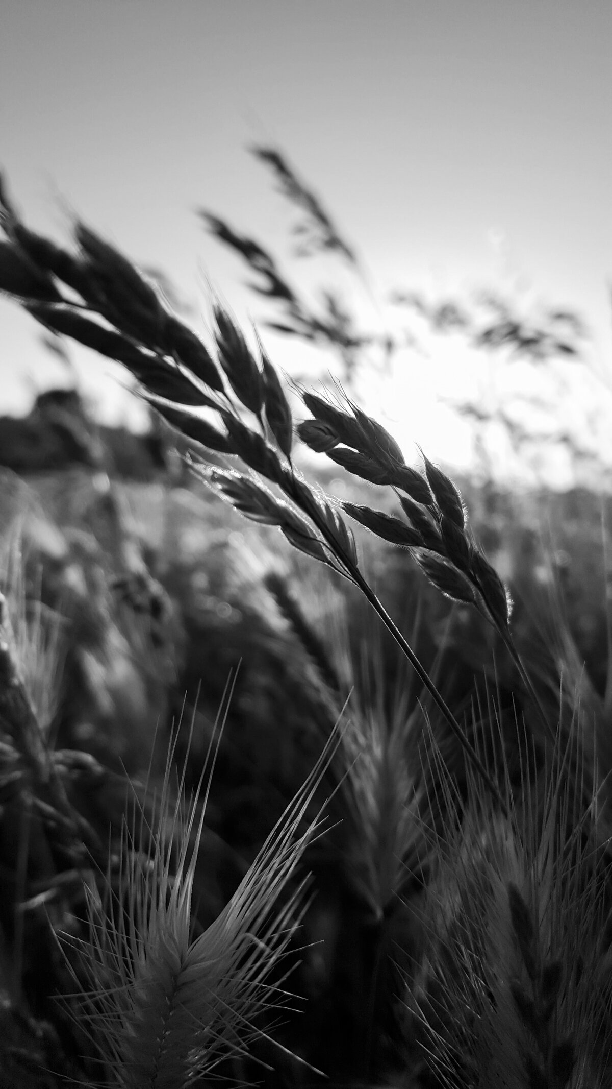 Golden Wheat at Dusk
