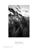 golden wheat at dusk botanical photography