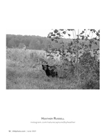 black bear in the brush wildlife photography
