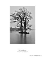 cypress trees in the rain landscape photography