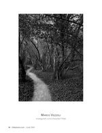 woodland path in spring landscape photography