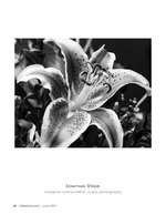 stargazer lily in bloom flower photography