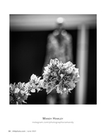 bougainvillea before the wedding flower photography