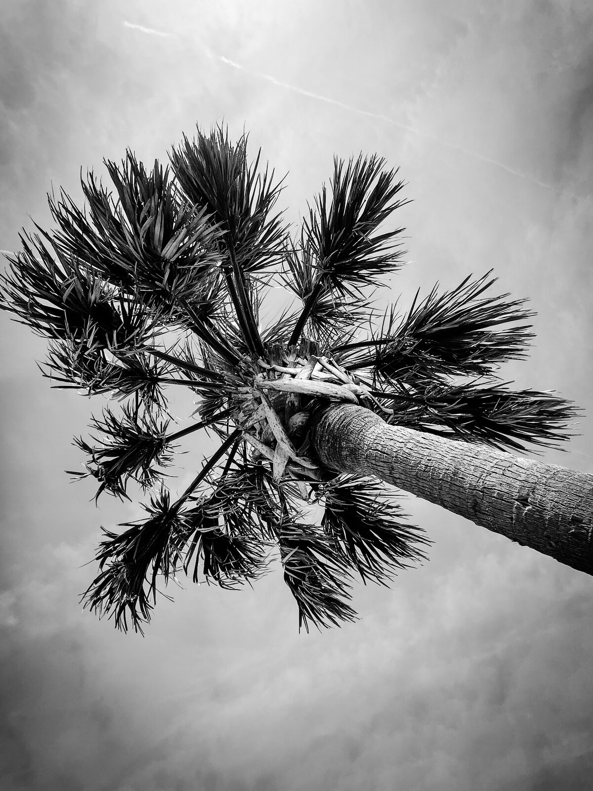 Palm Tree from Below