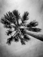 Palm Tree from Below