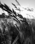 Windswept Grain