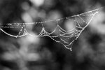 Web of Dew
