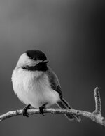 Chickadee Portrait