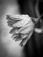 Dew-Kissed Petals