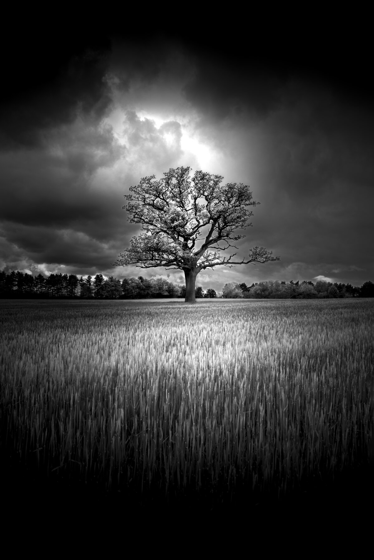 Lone Oak in the Storm