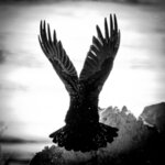 Wings Raised