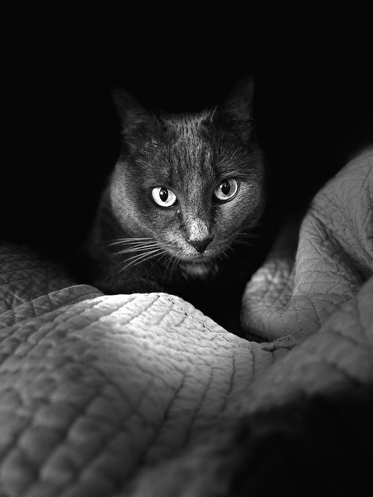 Watchful Eyes