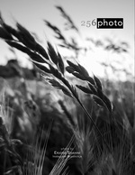 windswept grain silhouette photography