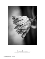 dew-kissed petals flower photography