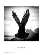 wings raised wildlife photography