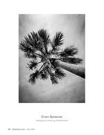 palm tree from below landscape photography