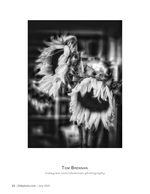 wilted sunflowers flower photography