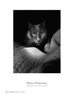 watchful eyes pet photography