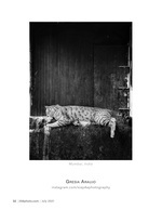 cat on the ledge pet photography