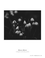 snowdrops in shadow flower photography