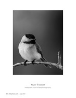 chickadee portrait wildlife photography