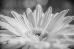 Gerbera Daisy in Bloom