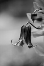 Wilted Blossom in Dew