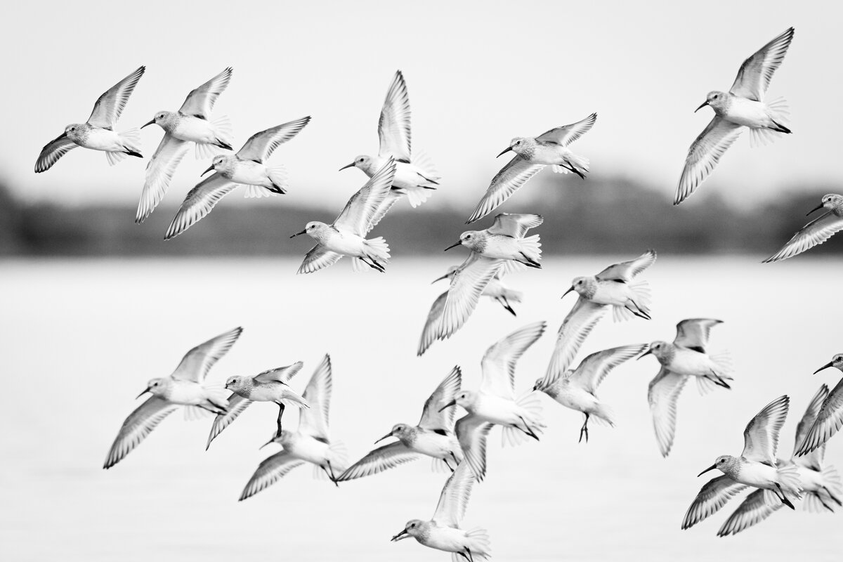 Sandpipers in Flight