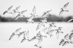 Sandpipers in Flight