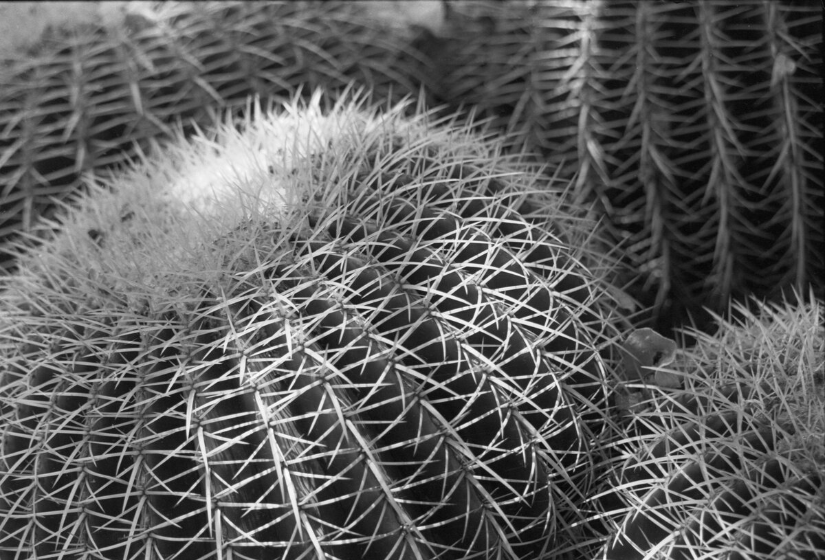Cacti