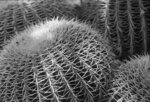 Cacti