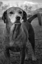 Loyal Companion