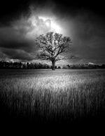 Solitary Oak in the Storm Light