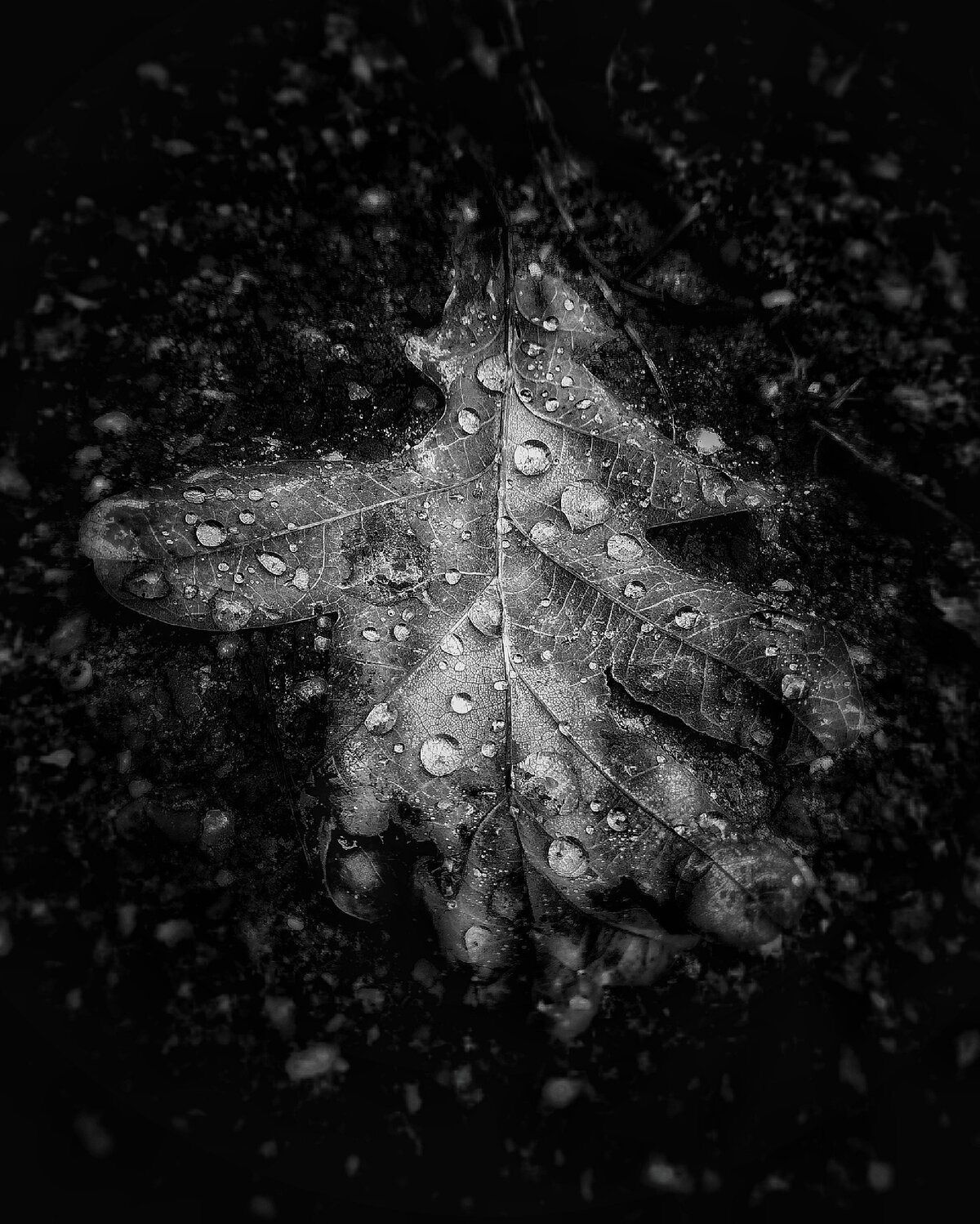 Raindrops on an Oak Leaf