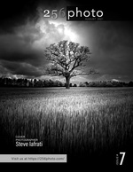 solitary oak tree landscape photography