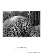 cacti flower photography