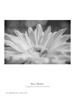 gerbera daisy in bloom flower photography