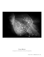 let the rain wash away all the pain of yesterday flower photography