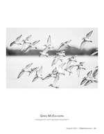 sandpipers in flight wildlife photography
