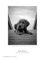 rue being rue pet photography