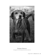 loyal companion pet photography